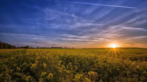 油菜花花海宽屏图片