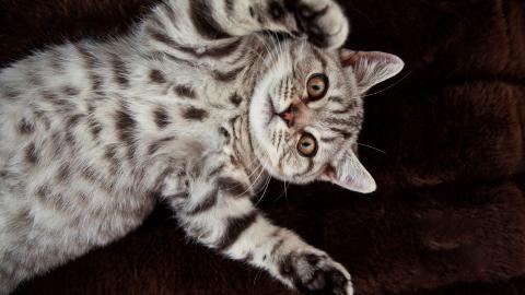 美国短毛猫图片