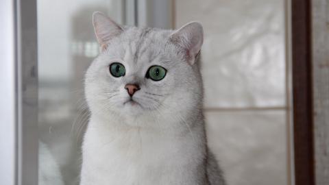 美国短毛猫图片