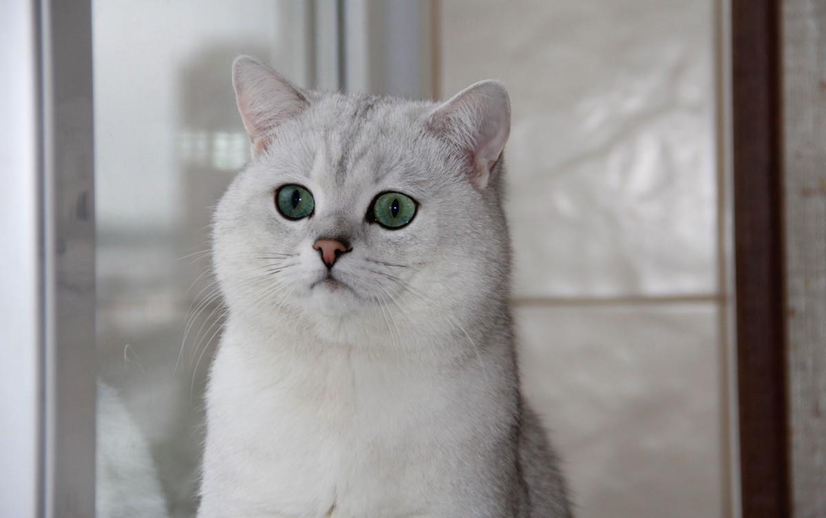 美国短毛猫图片