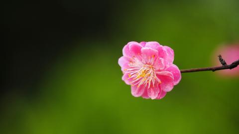 傲骨寒梅高清图片