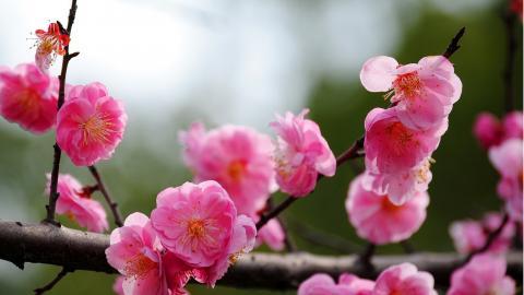 傲骨寒梅高清图片