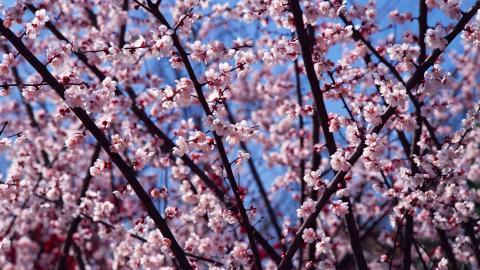 傲骨寒梅高清图片