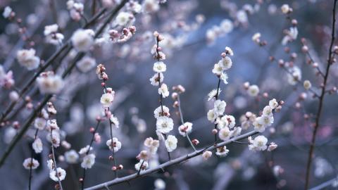 傲骨寒梅高清图片