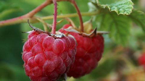 诱人的树莓图片