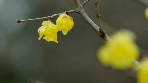 腊梅花图片