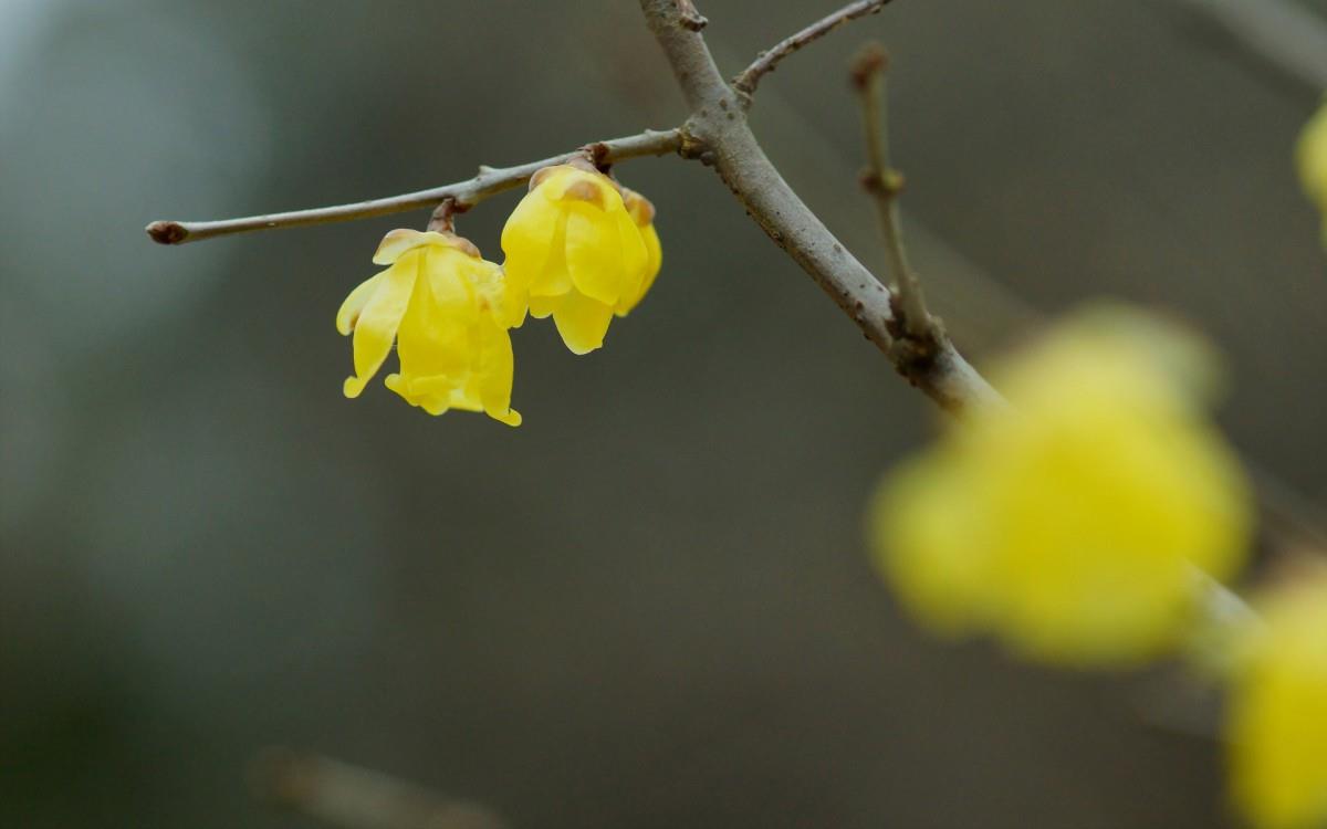 腊梅花图片