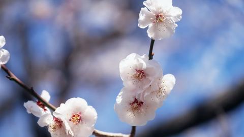 傲骨寒梅高清图片