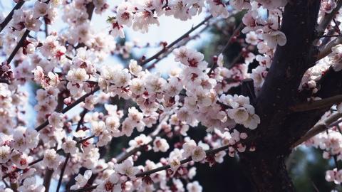 傲骨寒梅高清图片