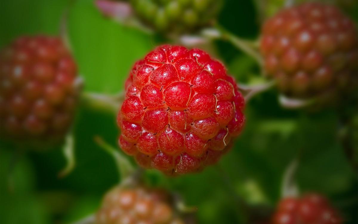 诱人的树莓图片