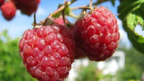 诱人的树莓图片