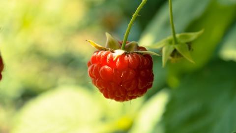 诱人的树莓图片