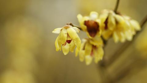 腊梅花图片