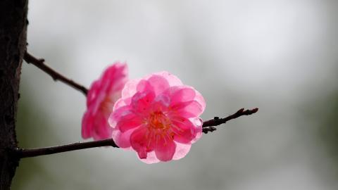 傲骨寒梅高清图片