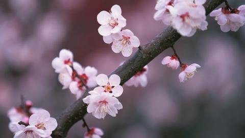 傲骨寒梅高清图片