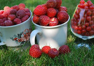 诱人的树莓图片