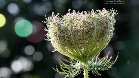 昆虫与植物鲜花图片