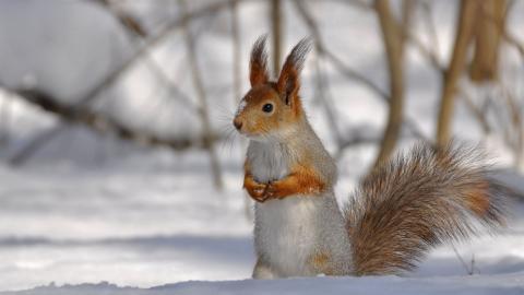 冬季雪中可爱的小松鼠图片