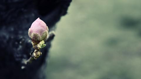 傲骨寒梅高清图片