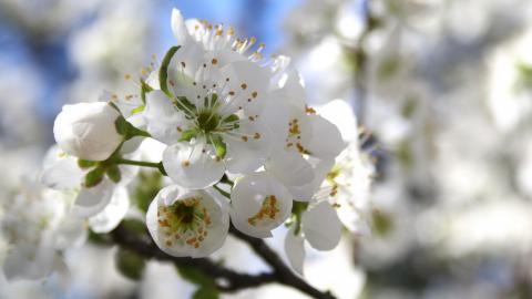 傲骨寒梅高清图片