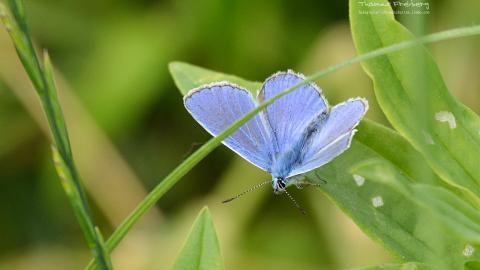 昆虫与植物鲜花图片