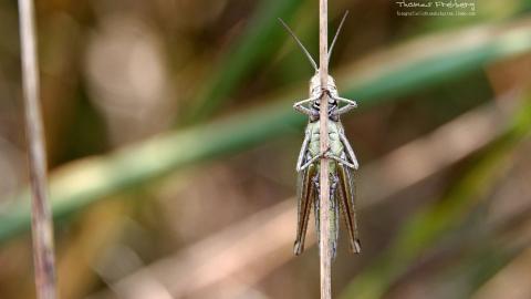 昆虫与植物鲜花图片