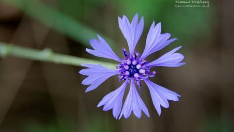 昆虫与植物鲜花图片