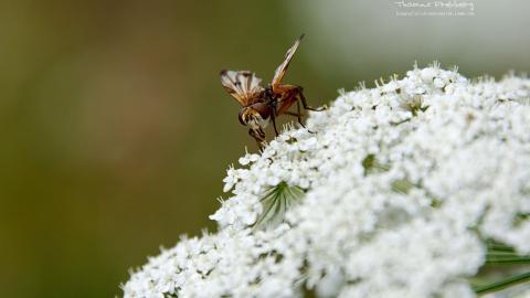 昆虫与植物鲜花图片