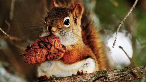 冬季雪中可爱的小松鼠图片