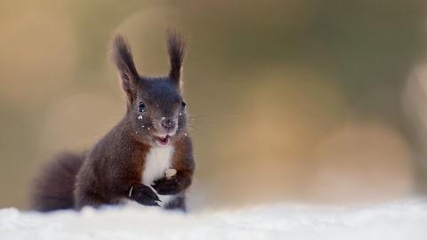 冬季雪中可爱的小松鼠图片