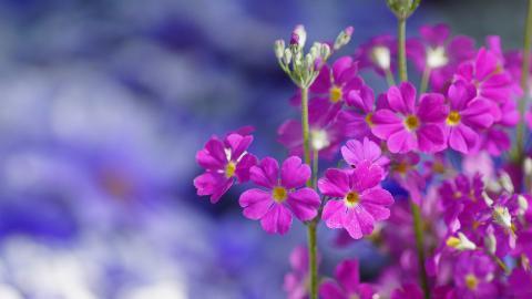 报春花唯美图片