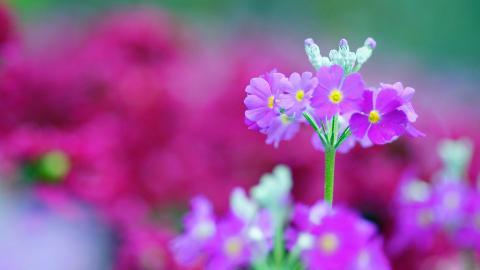 报春花唯美图片