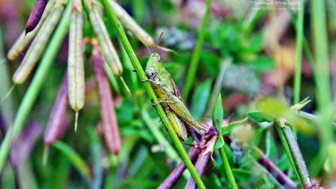 昆虫与植物鲜花图片