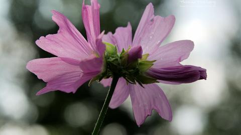 昆虫与植物鲜花图片