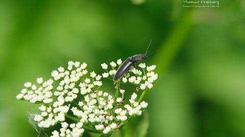 昆虫与植物鲜花图片
