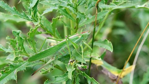 昆虫与植物鲜花图片