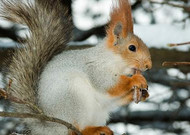 冬季雪中可爱的小松鼠图片