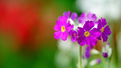 报春花唯美图片