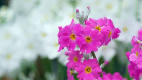 报春花唯美图片