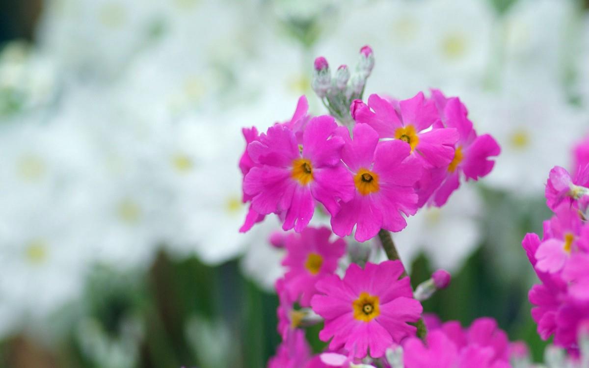 报春花唯美图片