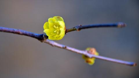 腊梅花图片
