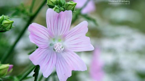 昆虫与植物鲜花图片