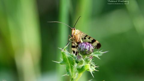 昆虫与植物鲜花图片