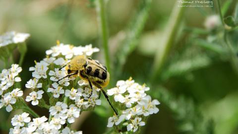 昆虫与植物鲜花图片
