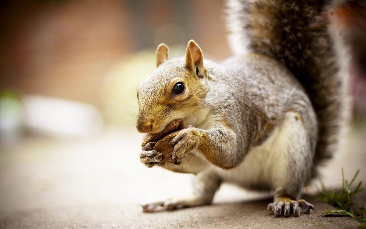 冬季雪中可爱的小松鼠图片