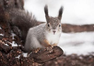 冬季雪中可爱的小松鼠图片