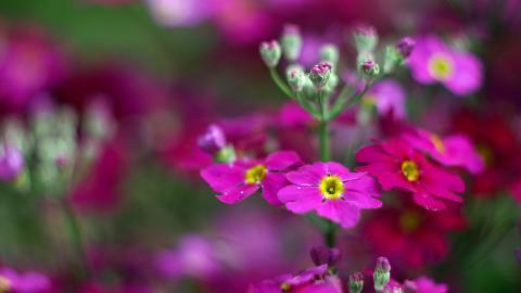 报春花唯美图片