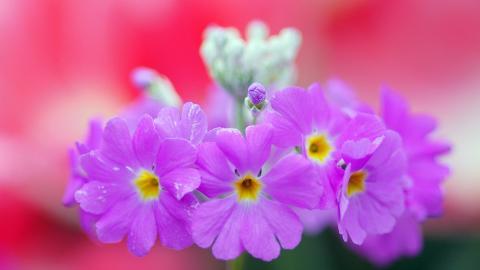 报春花唯美图片