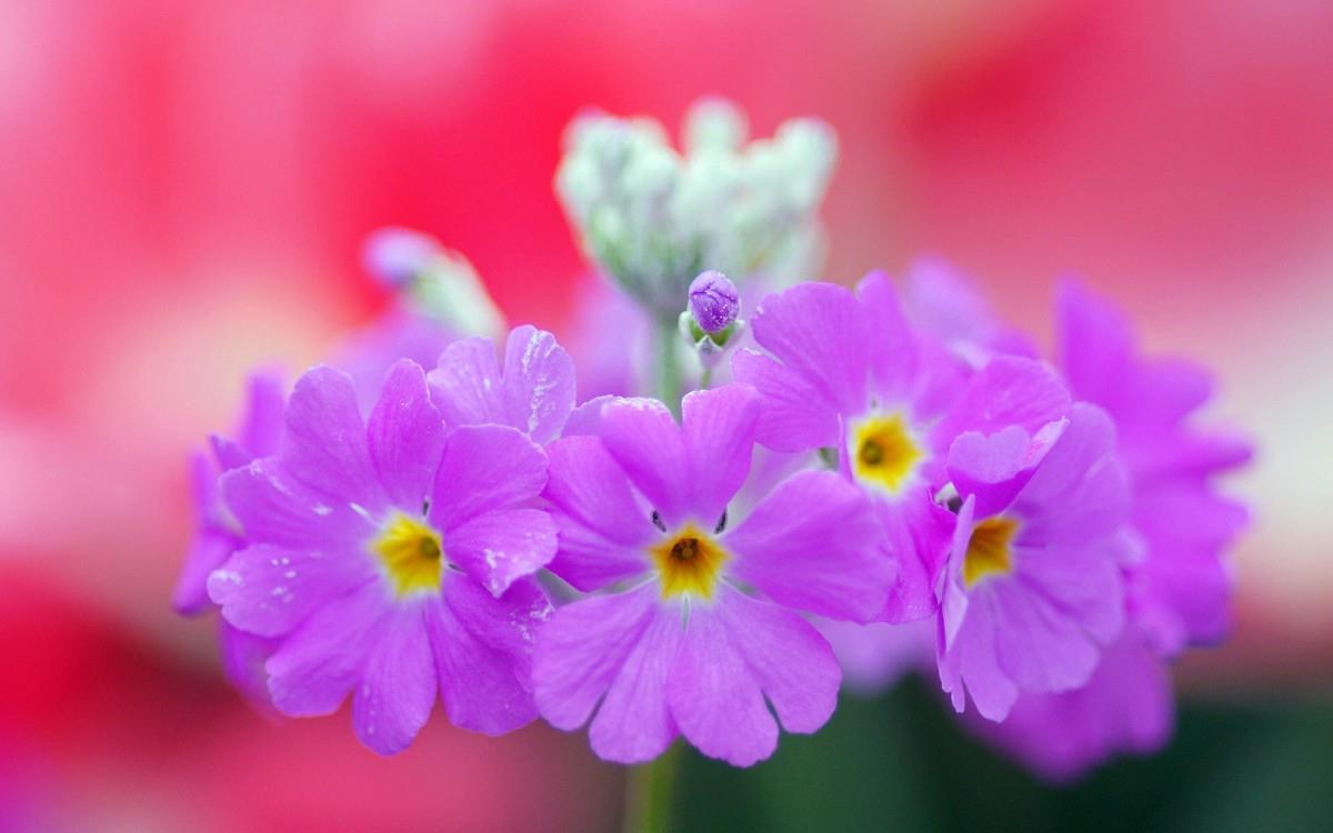 报春花唯美图片