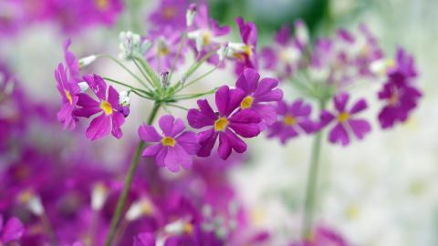 报春花唯美图片